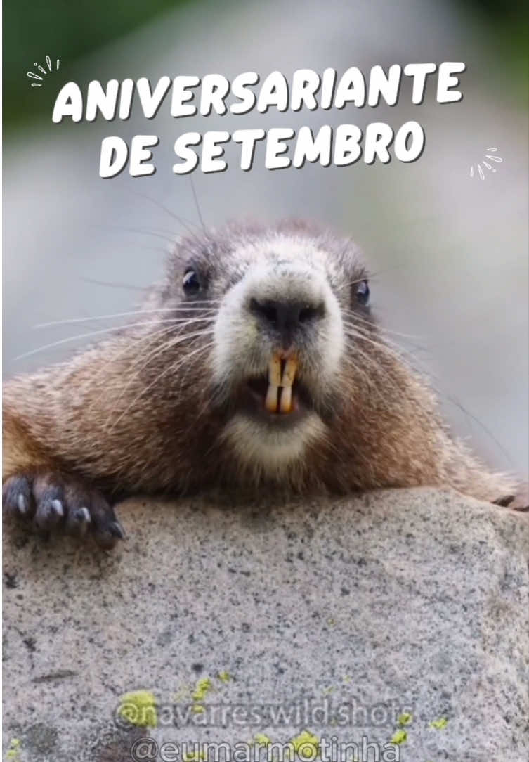 🎉✨ Eu Marmotinha gritando Parabéns, aniversariante de setembro! ✨🎉 #marmotanavoz #marmotagritando #marmotalegal #eumarmotinha #Setembro 