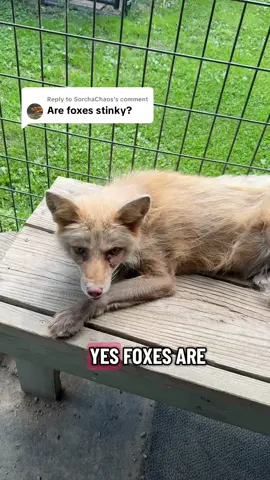 Replying to @SorchaChaos laying out the truth. #stinkyfoxes #fox 