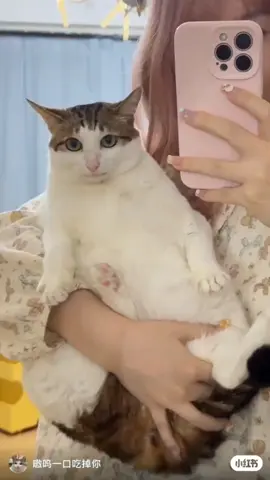 uncle bao in the mirror #uncle #bao #cute #cat #fyp #fypdong 
