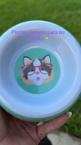 #gatos #alimentandogatos #gatosbonitos #michi #catlover #amorporlosanimales 