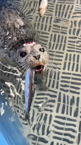 Sidney’s getting closer and closer to eating all on her own!  Any day now!  #marinemammalrescue #sealpup #cutebabyanimals #wildlife #sidney 