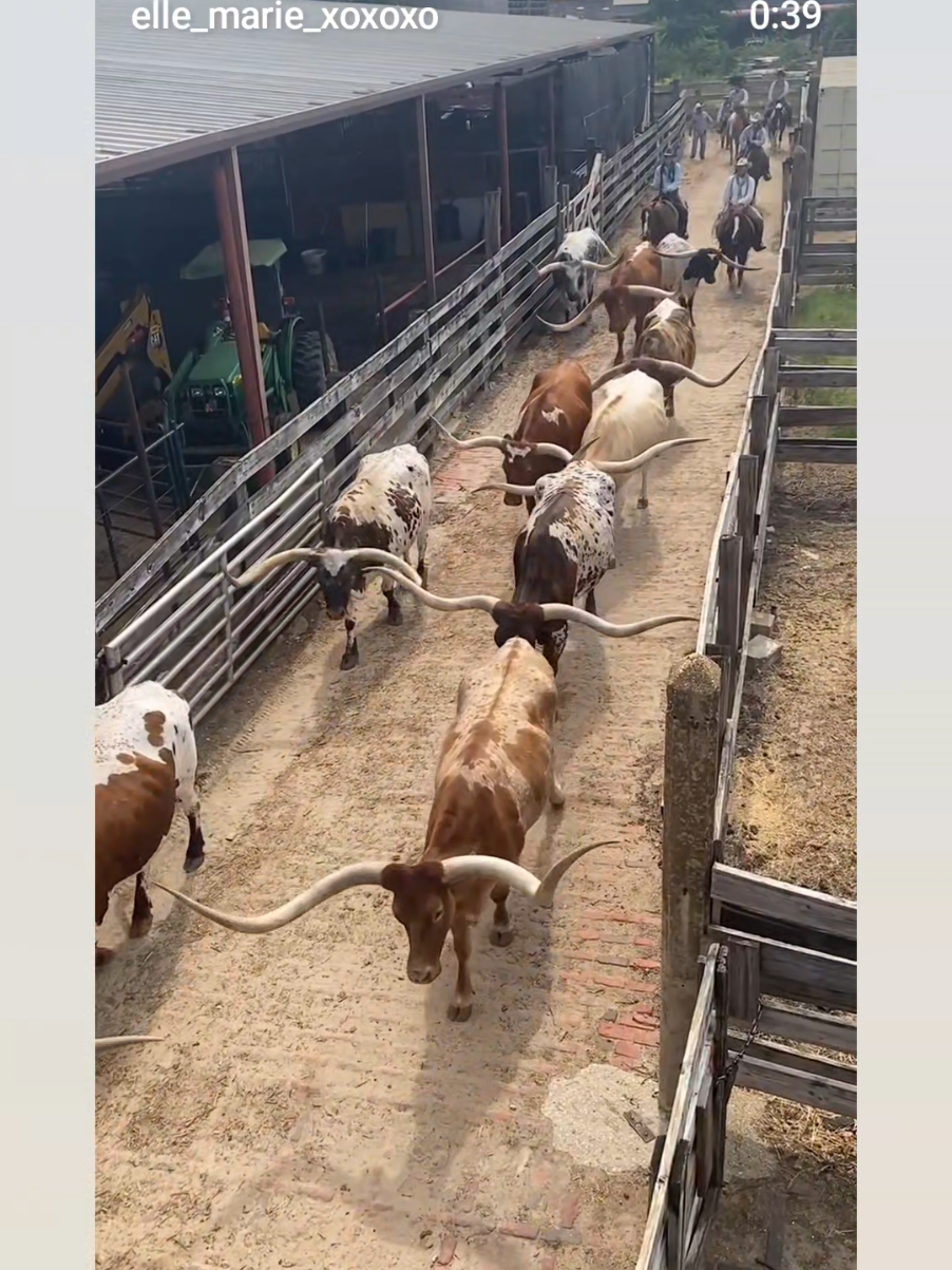 @Fort Worth Stockyards. Sunday, August 31, 2025