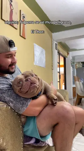 Mi woola el más tranquilo🥹👌🏻😁#LIVEIncentiveProgram #LIVEwithlowfollowers #PaidPartnership #microbully #americanbully 