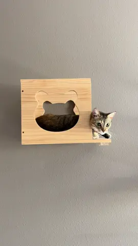 #cat #cats #catsoftiktok 