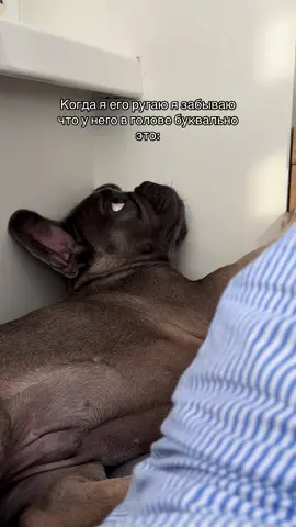 #собаки #мійулюбленець #французскийбульдог #щеня #барни 