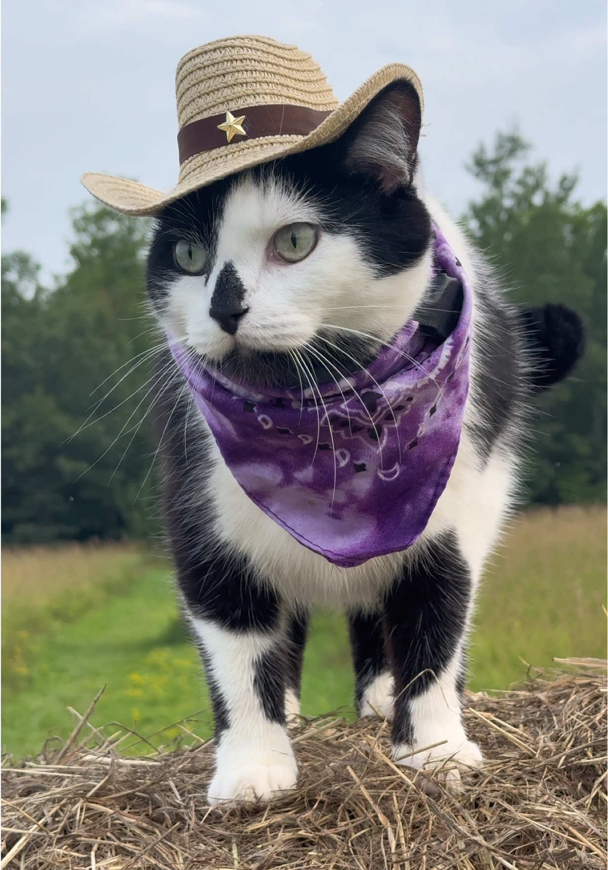 Meowdy purrtners. The film crew walked ahead and off the main path a bit on the way back after the inspector was already a bit tired from inspections. This level of infraction hasn’t happened in weeks 😤 get it together film crew 😤 🧐  If you’re a fan of Jack Spicer’s kitty cat cowboy content please consider being a real cowpoke and subscribing to his Patreon linked in bio 😊 everything helps ❤️  #cat #cats #catsoftiktok #kittycat #cattok     