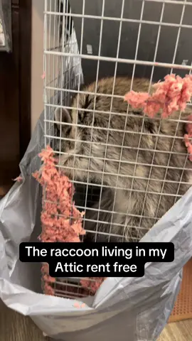 No sir. No freebies here. Pay or get out! #raccoon #rentfree #raccoonsoftiktok #evicted #tiktok 