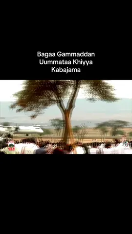 #CapCut #creatorsearchinsights  #viralvideos #Borana #oromotiktok❤️💚❤️ethiopiantiktok  Anaa Tolee @𝗟𝗨𝗚𝗢𝗟𝗢𝗕𝗜  @pardo🇨🇲  @SANDO 