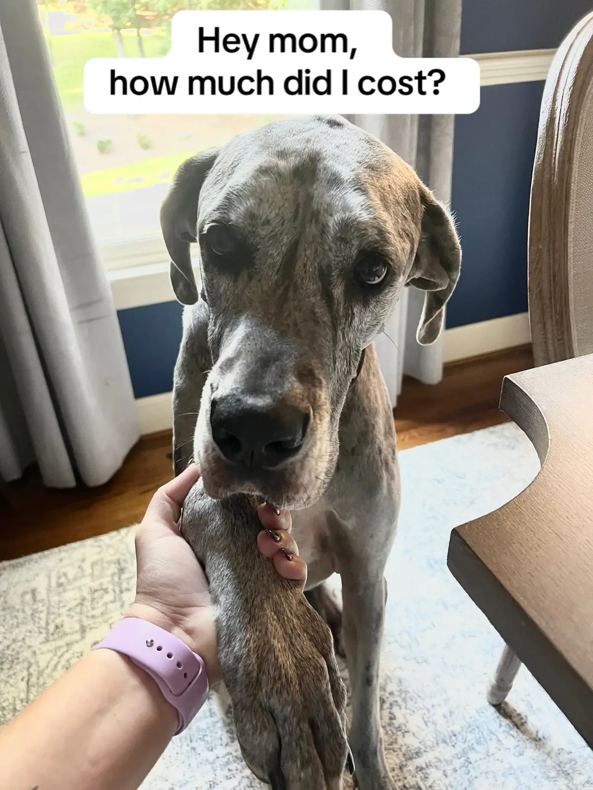 This trend is HILARIOUS #dogtrend #dogsoftiktok #dogs #dogtok #funnydogs 