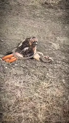 Nature is metal 😳 #animals #animalsoftiktok 
