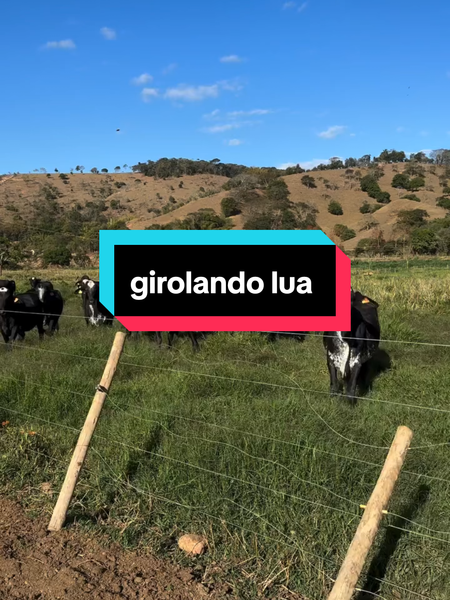 girolando lua . novilhas f1 com 3 meses de gestação reservadas para um cliente. gadão ...  #melhoramentogenetico #GenéticaDeExcelência #Girolando 