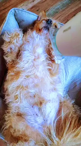 #perrorelajado