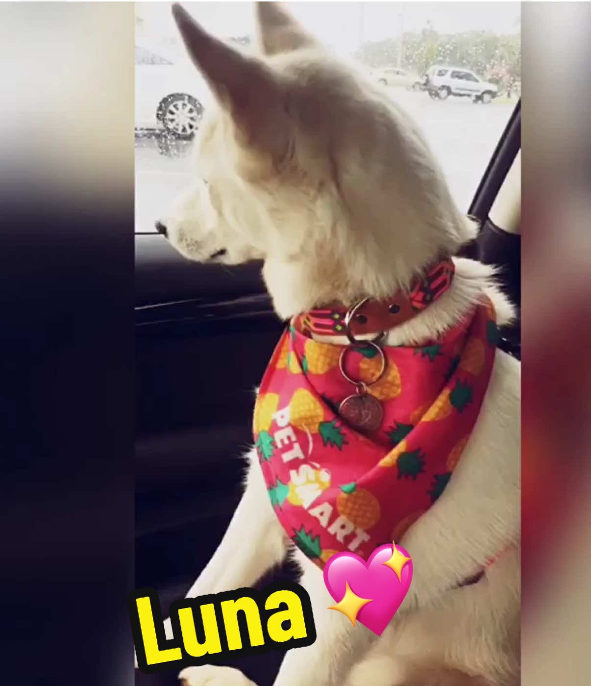 Luna was so sad it started raining right as we pulled up to the park 🥺 #Luna #alusky #malamute  #husky 