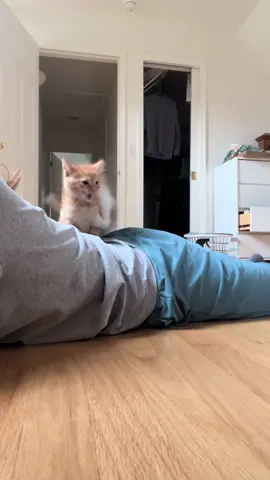 Ham: 0 | Cheese: 1 😹#orangecat #kittensoftiktok #fyp #catsoftiktok #foryoupage 