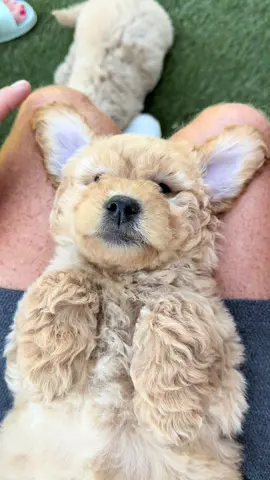 vogelsbergfamilyfarm.com  #puppytiktok #puppiesoftiktok #puppylife #puppy #minigoldendoodles