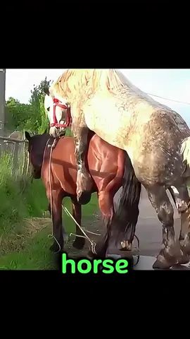 Riding the Red Flame: A Woman and Her Ferghana Horse #FerghanaHorse #RedFlameRide #FemaleRider #EquestrianJourney #LegendaryHorses #HorsebackRiding #EquestrianLife #HorseBond #StrongAndGraceful #RiderAndHorse