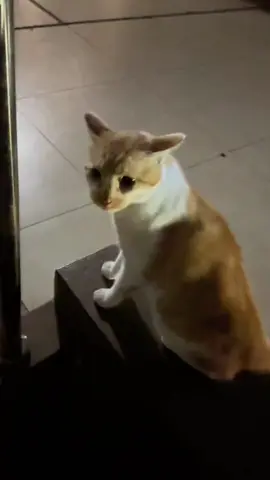 What are they talking about?#cutecat #pet #kucing #kitty 
