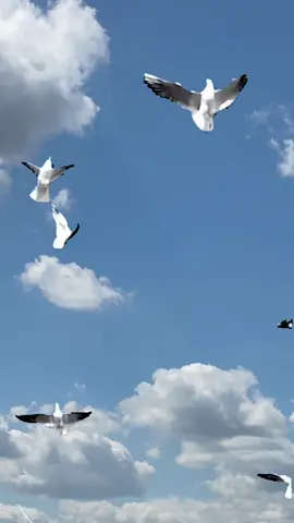 #viral #foryourpage #tiktok #beautifulday 