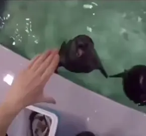 They are screaming. #seals #iloveseals #scream #silly #fyp