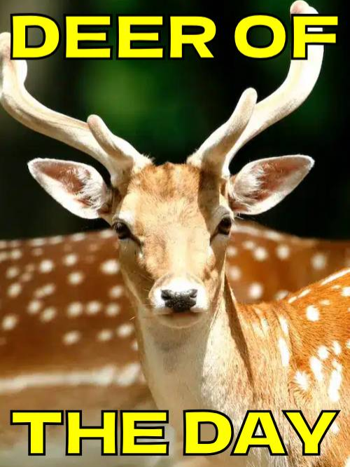 DEER OF THE DAY EPISODE 21 #deertok #deertiktok #deer