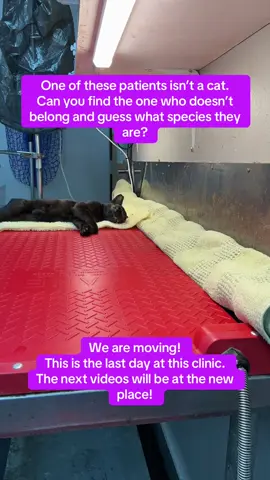 This was a short day today. Only 30 patients because we are moving!  The spay/neuter work will continue on though and more videos to come from the new place!  #catsoftiktok #cats #vetmed #vetstudent #vetschool 