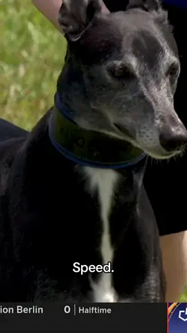 #dog #race #fast #speed #dogsoftiktok 