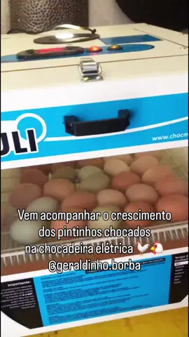 Oi pessoal! Vem acompanhar o crescimento dos pintinhos que foram chocados na chocadeira, se tiverem dúvida coloquem nos comentários! Valeuuuu!  #chocadeiraeletrica #frango #fy #diadia #sitio 