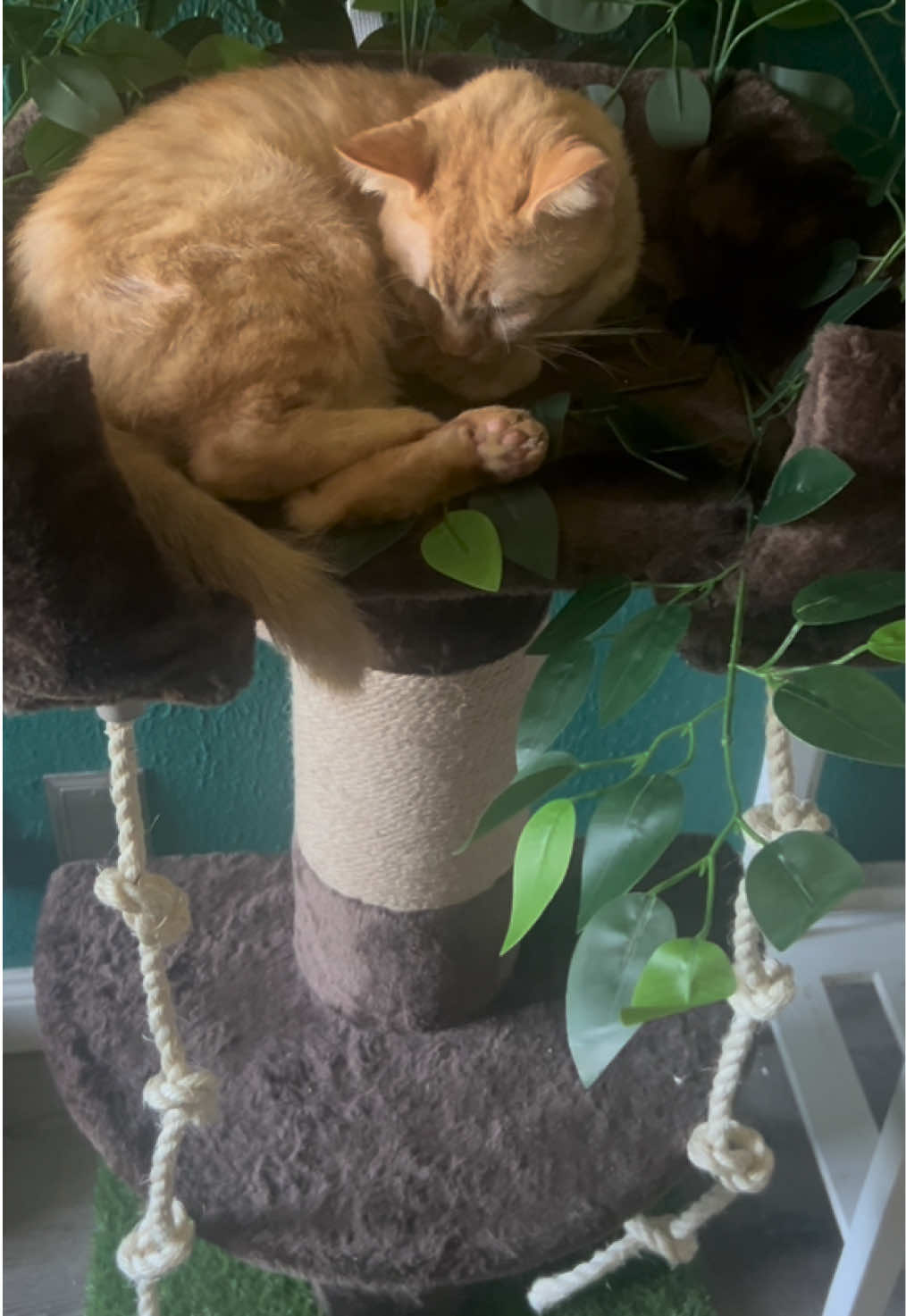 #creatorsearchinsights MUTICOR 55inch cat tree #trending #tiktokshop #cat #fyp 