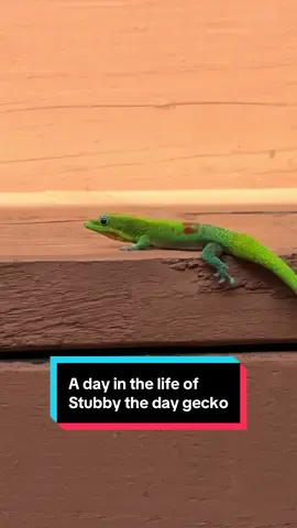 A day in the life of Stubby the day gecko