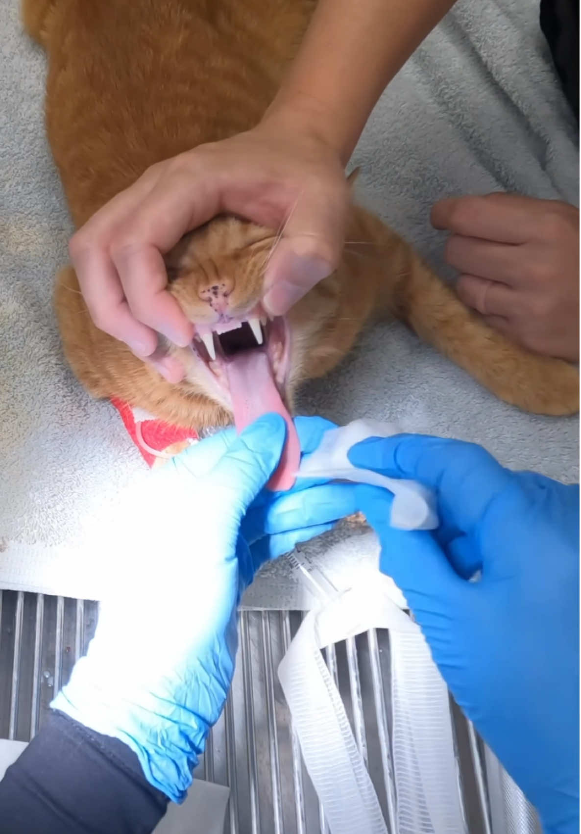 Feline Intubation on my son!! Sorry about the angle🤧still learning my go pro #vet #vetmed #felineintubation #vetmedlife #vettech 