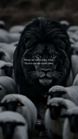 #MentalidadeForte #FrasesDeImpacto #FocoNoObjetivo #CanalDark #CanalDark 