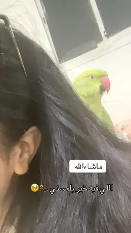 #ببغاوات #الصين_ماله_حل😂 #fyp #الصينين_مالهم_حل😂😂 