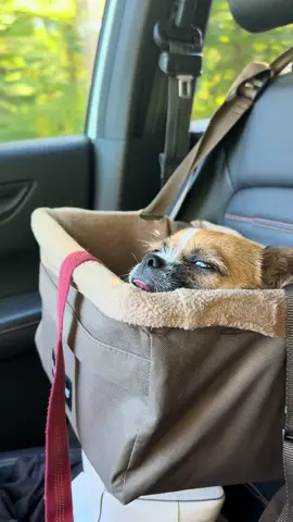 It’s the side eye for me #dogsoftiktok #rescuedog #dogs #cutedog 