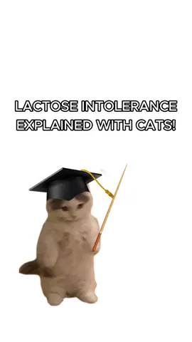 Kitty struggles with Lactose Intolerance! #cats #kitties #sillycats #funnycats #lactoseintolerance 