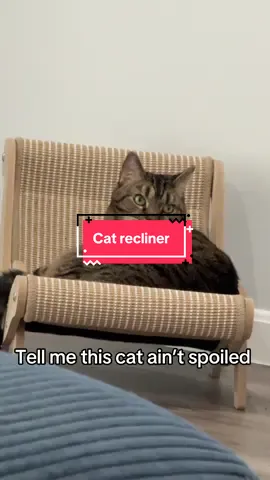 #cattok #catbed #cattoys #tiktokshoplaborday #tiktokshoplabordaysale 