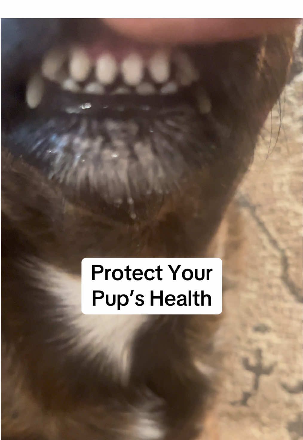 Most dogs show dental issues by age 3, these finger wipes, make daily brush and quick and easy.#doghealth #dogwellness #dogdentalcare #petparent #doglove 