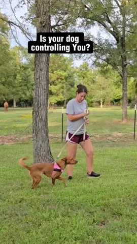 most comfortable,  great quality, adjustable harness from @dogfriendlyco #harness 