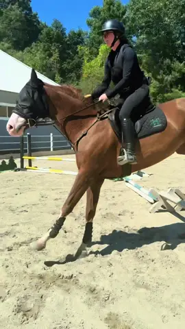 Little jump school for Tato this fine Sunday 🧡🥔 #fyp #equestrian #thewildwoodway #triangleequestriangroupimports #europeansporthorseimports 