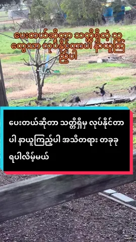 နာယူပါမှတ်သားပါကျင့်သုံးပါ#fyp #foryou #foryoupage #မြန်မာtiktok😁 #tiktok 