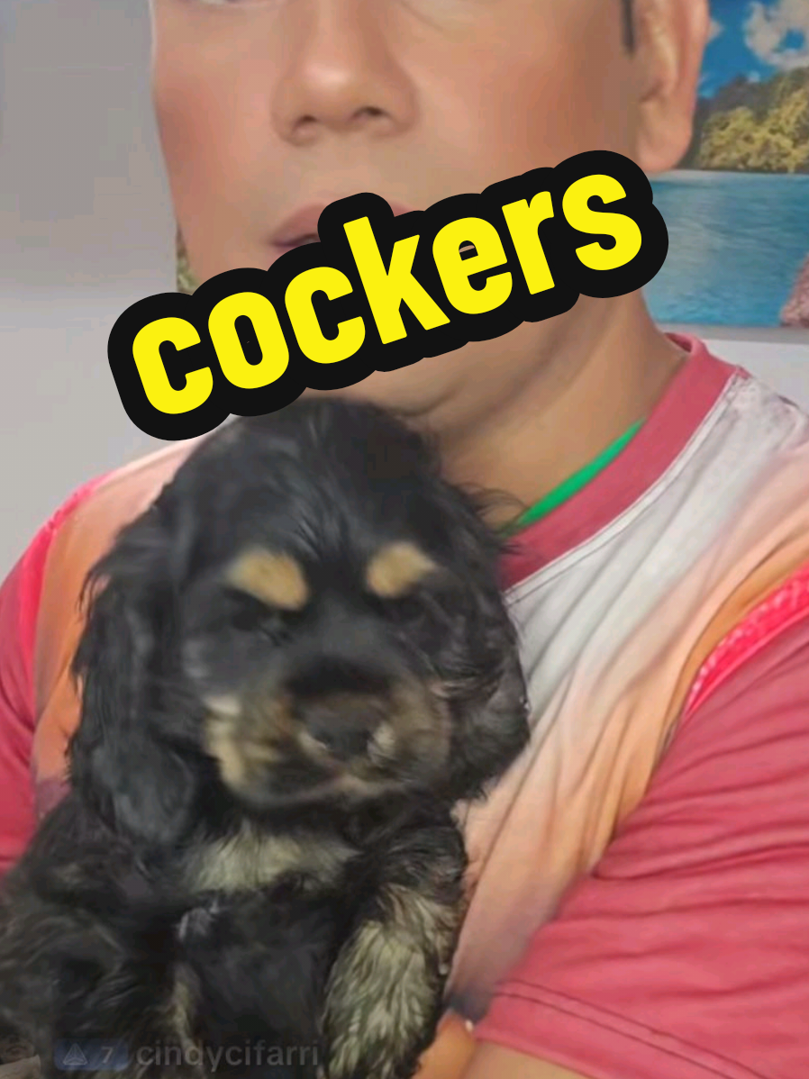 cockers 🥰 #cockerspanielpuppy #cockerspanielsoftiktok #cockerspaniel #LIVEwithlowfollowers @samuel @@gicel @isaias 