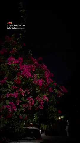 ديداره ما ورته قران کړي ده🙇‍♂️🥺😭💔🍁🫀🪫❤️‍🩹🥀🥺🙇‍♂️💔#😭💔🥀 #😭💔🥀 #repost #fouryou #fyp @4everZALIM🇦🇫 