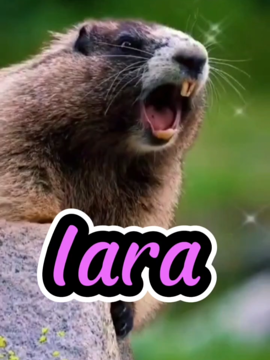 MARMOTA CHAMANDO 🤗 #marmotachamando #marmotagritando #nomes #iara #agoraemmuriae 
