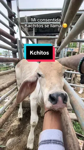 #ternera #brahman #ganaderia 