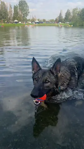 #johnnythegermanshepherd #waterdog #douglasworldview 