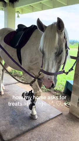 my beautiful amazing gorgeous sweet targaryen dragon princess #horse #myshayla #fyp #shesepic 