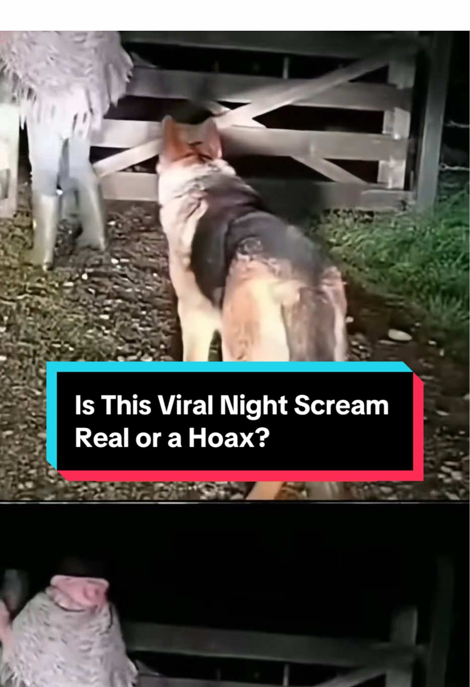 Is This Viral Night Scream Real or a Hoax? #bobcat #mountainlion #Appalachia #creepypasta #appalachiantrail #appalachianmountains #supernatural  #scaringpeople #horrortiktok  #scaryvideos #creepytok  #haunted  #horrorgame  #skinwalker #horrortiktok  #conspiracy #misterio #paranormalactivity  #creepytok #historiasdeterror #horrorstory  #truecrimetiktok  #scarytiktok #hauntedtiktok #paranormaltiktok  #scarystories  #wendigo #skinwalkervibes #capcut 