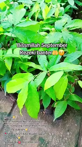 Aamiin 🤲😊 @Danang 😎 @rudiabs201 @Arief Bibit Unggul  🌱🍃🔥 Untuk informasi 🌱Bibit Tanaman #KAKAO KLON MCC_02 SULAWESI HUBUNGI ADMIN👇 No Hp&Wa ☎️ 0853-6916-3332 Alamat👇 Desa_Siraman,  Kec_Pekalongan Kab_Lampung Timur, Prov_Lampung Atau cek diMAPS👉 📍ABBU (Arief Bibit Buah Unggul) Kita bisa kirim lewat paket CARGO🚚 kakak😊 #supliergrosir #bibitkakao #kakaomcc02 #fyp 