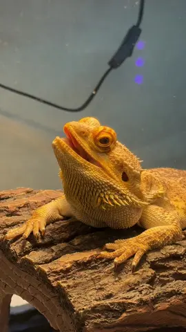 Pepsi #beardeddragon #brainrot 