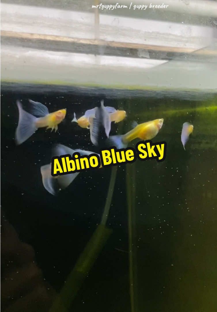 Albino Blue Sky #guppy #guppyfish #guppyfarm #guppyindonesia #aquarium #aquariumhobby #aquariumlife 