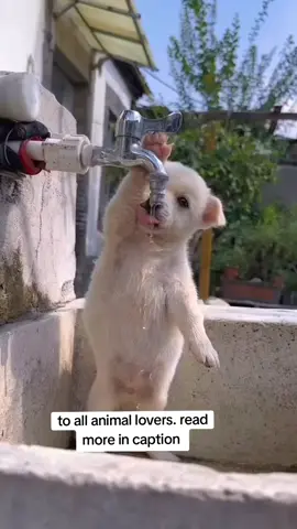 WE DIDN'T RECEIVE ENOUGH DONATIONS Every single day, we show up and commit to love, to care, to giving every rescued soul the life they deserve. It costs us $575 every single day just to feed the dogs. That's  $17,250 per month! A heavy burden we cannot carry alone. We don't have big sponsors. We have you, the ones who believe, who care, who give. If you ever loved a dog.... If you believe no soul should go to sleep hungry... Please donate . Our link is in bio to help thank you